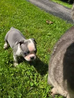 Manistique, a female Boston Terrier for sale in Birch Run, MI – Photo 2 of 3