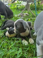 Manistique, a female Boston Terrier for sale in Birch Run, MI – Photo 3 of 3