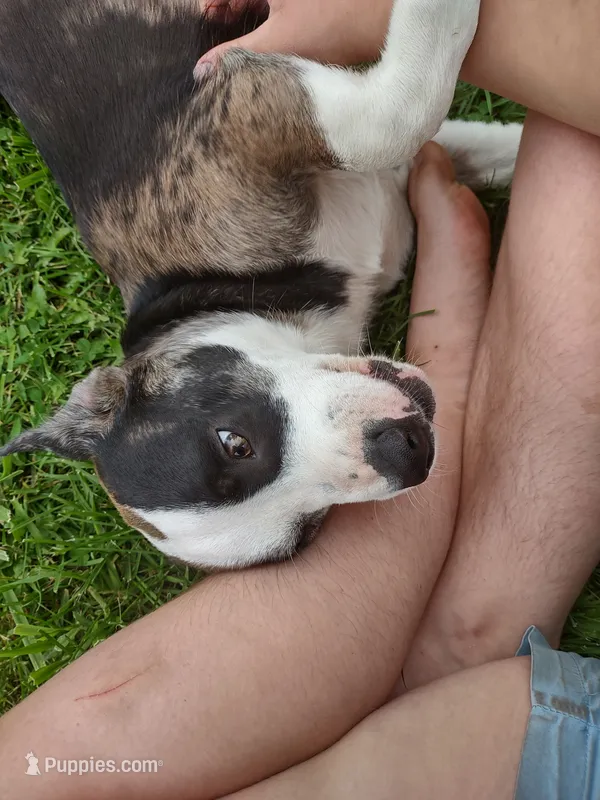 Six – Boston Terrier, Pembroke Welsh Corgi puppy for sale in Birch Run, MI