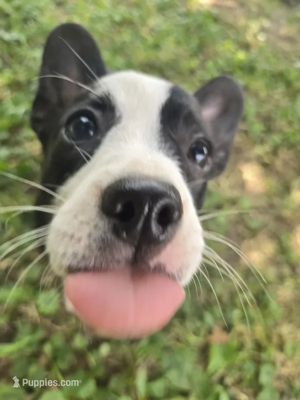 Barq’s – Boston Terrier, Pembroke Welsh Corgi puppy for sale in Birch Run, MI