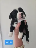 Mr. Pibb, a male Boston Terrier and Pembroke Welsh Corgi for sale in Birch Run, MI – 3 of 7