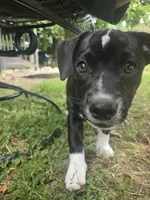 R.C. Cola, a female Boston Terrier and Pembroke Welsh Corgi for sale in Birch Run, MI – 5 of 10