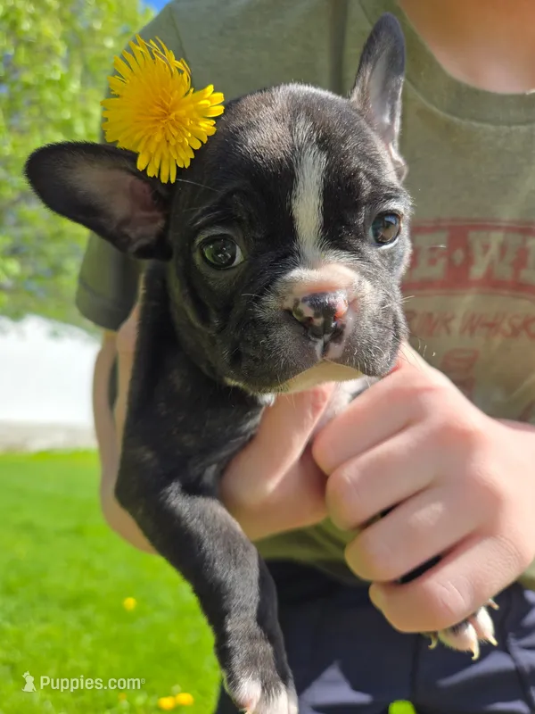 Manhattan  – Frenchton puppy for sale in Birch Run, MI