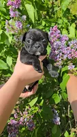 Gimlet, a male Boston Terrier and French Bulldog for sale in Birch Run, MI – 5 of 8