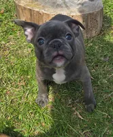 HOLD Sherlock, a male Frenchton for sale in Birch Run, MI – Photo 8 of 9