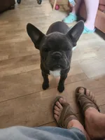 HOLD Sherlock, a male Frenchton for sale in Birch Run, MI – Photo 2 of 9