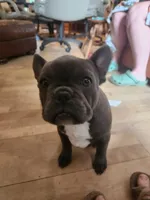 HOLD Sherlock, a male Frenchton for sale in Birch Run, MI – Photo 1 of 9