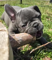 HOLD Sherlock, a male Frenchton for sale in Birch Run, MI – Photo 6 of 9