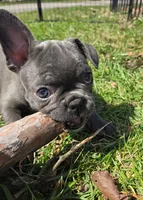 HOLD Sherlock, a male Frenchton for sale in Birch Run, MI – Photo 7 of 9