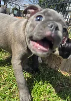 HOLD Sherlock, a male Frenchton for sale in Birch Run, MI – Photo 4 of 9