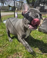 HOLD Sherlock, a male Frenchton for sale in Birch Run, MI – Photo 5 of 9