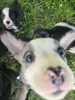Adirondack Cola, a male Boston Terrier and Pembroke Welsh Corgi for sale in Birch Run, MI – 6 of 10