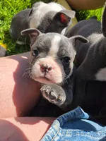 Mimosa, a female Boston Terrier and French Bulldog for sale in Birch Run, MI – 2 of 10