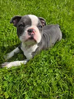 Mochi, a female Frenchton for sale in Birch Run, MI – Photo 6 of 6