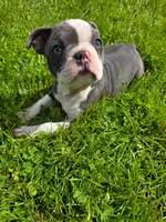 Mochi, a female Frenchton for sale in Birch Run, MI – Photo 3 of 6