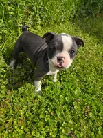 Mochi, a female Frenchton for sale in Birch Run, MI – Photo 5 of 6