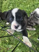 Mr. Pibb, a male Boston Terrier and Pembroke Welsh Corgi for sale in Birch Run, MI – 6 of 7
