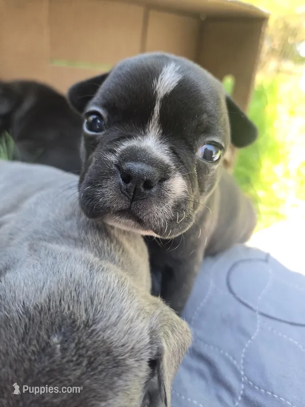 Albany – Boston Terrier, French Bulldog puppy for sale in Birch Run, MI
