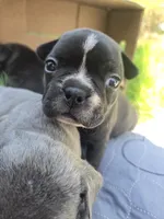 Albany, a female Boston Terrier and French Bulldog for sale in Birch Run, MI – Photo 1 of 6