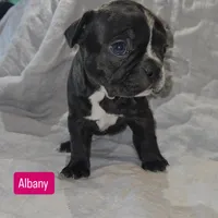Albany, a female Boston Terrier and French Bulldog for sale in Birch Run, MI – Photo 3 of 6