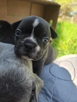 Albany, a female Boston Terrier and French Bulldog for sale in Birch Run, MI – Photo 6 of 6