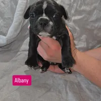 Albany, a female Boston Terrier and French Bulldog for sale in Birch Run, MI – Photo 2 of 6