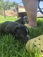 Albany, a female Boston Terrier and French Bulldog for sale in Birch Run, MI – Photo 4 of 6
