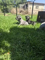 Albany, a female Boston Terrier and French Bulldog for sale in Birch Run, MI – Photo 5 of 6