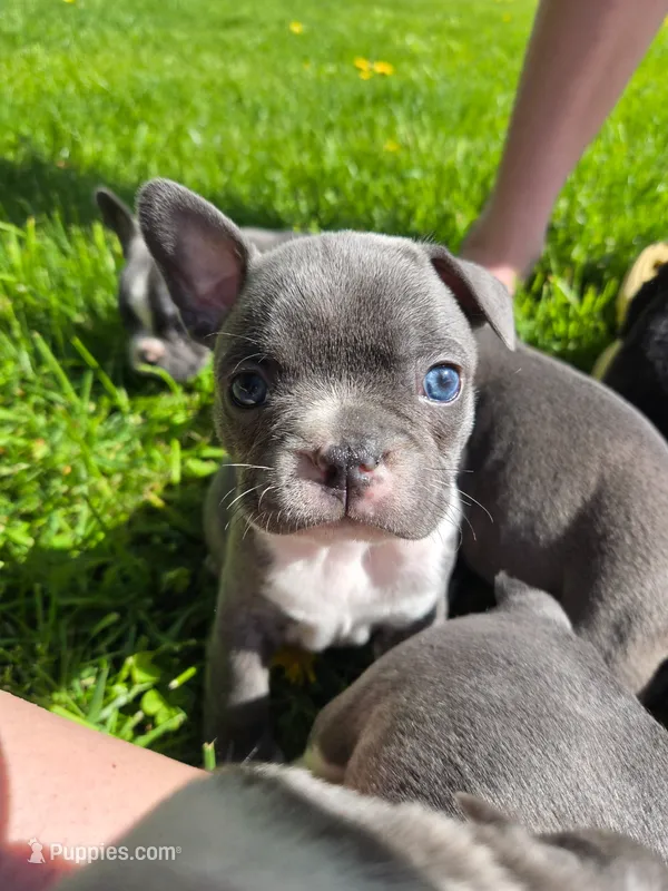 Mojito  – Boston Terrier, French Bulldog puppy for sale in Birch Run, MI