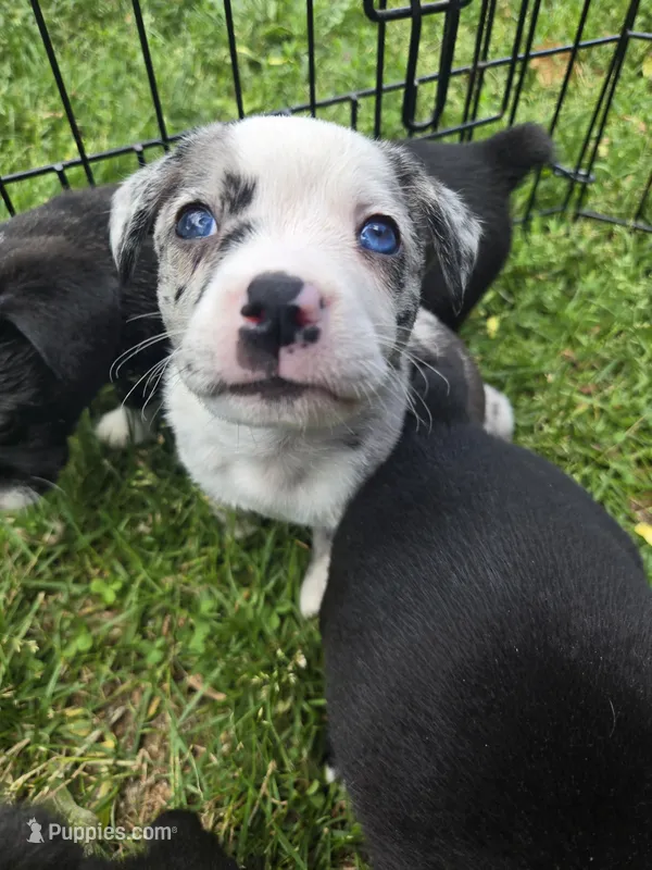 Baja Blast – Boston Terrier, Pembroke Welsh Corgi puppy for sale in Birch Run, MI