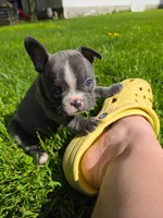 Sangria , a female Boston Terrier and French Bulldog for sale in Birch Run, MI – 2 of 7