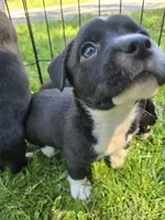 R.C. Cola, a female Boston Terrier and Pembroke Welsh Corgi for sale in Birch Run, MI – 4 of 9
