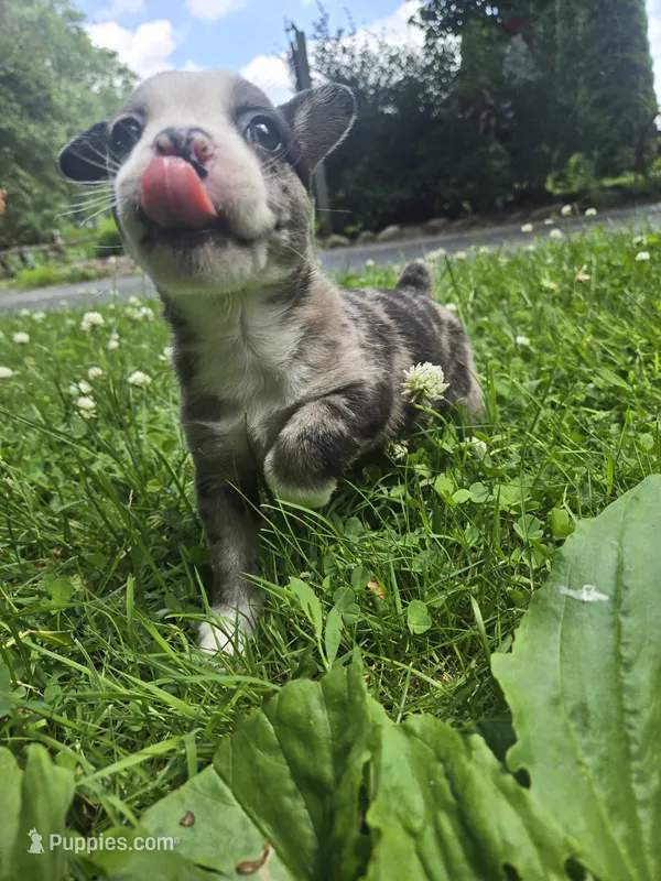 Adirondack Cola – Boston Terrier, Pembroke Welsh Corgi puppy for sale in Birch Run, MI