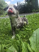 Adirondack Cola, a male Boston Terrier and Pembroke Welsh Corgi for sale in Birch Run, MI – 1 of 10