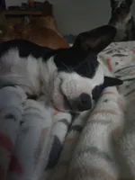 Barq’s, a female Boston Terrier and Pembroke Welsh Corgi for sale in Birch Run, MI – 5 of 10