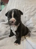 Manhattan , a female Frenchton for sale in Birch Run, MI – 6 of 7