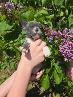 Mojito , a male Boston Terrier and French Bulldog for sale in Birch Run, MI – 2 of 7