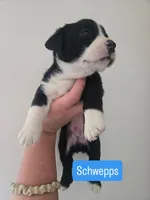 Schwepps , a male Boston Terrier and Pembroke Welsh Corgi for sale in Birch Run, MI – 6 of 10