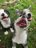 Pizzelle(SOLD), a female Boston Terrier and Pembroke Welsh Corgi for sale in Birch Run, MI – Photo 5 of 8