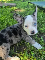 Pizzelle(SOLD), a female Boston Terrier and Pembroke Welsh Corgi for sale in Birch Run, MI – Photo 8 of 8