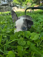 Pizzelle(SOLD), a female Boston Terrier and Pembroke Welsh Corgi for sale in Birch Run, MI – Photo 6 of 8