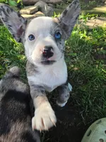 Pizzelle(SOLD), a female Boston Terrier and Pembroke Welsh Corgi for sale in Birch Run, MI – Photo 4 of 8