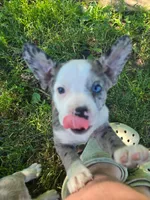 Pizzelle(SOLD), a female Boston Terrier and Pembroke Welsh Corgi for sale in Birch Run, MI – Photo 1 of 8