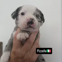 Pizzelle(SOLD), a female Boston Terrier and Pembroke Welsh Corgi for sale in Birch Run, MI – Photo 2 of 8