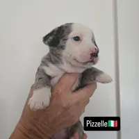 Pizzelle(SOLD), a female Boston Terrier and Pembroke Welsh Corgi for sale in Birch Run, MI – Photo 3 of 8