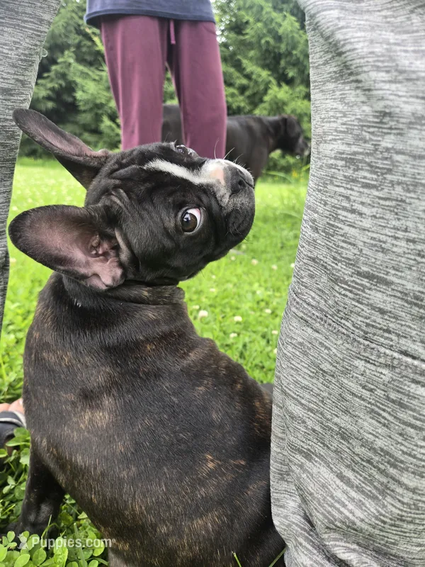 Manhattan  – Frenchton puppy for sale in Birch Run, MI