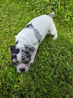 Angel Wings / Mousse, a male Frenchton for sale in Birch Run, MI – Photo 1 of 4