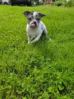 Angel Wings / Mousse, a male Frenchton for sale in Birch Run, MI – Photo 2 of 4