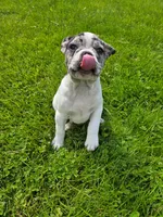 Angel Wings / Mousse, a male Frenchton for sale in Birch Run, MI – Photo 4 of 4