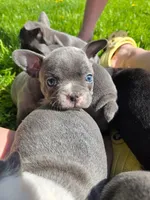 Mojito , a male Boston Terrier and French Bulldog for sale in Birch Run, MI – 4 of 7